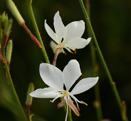 gaura-lindheimeri-klegl10716-lindheimer-s-beeblossom-appleblossom-grass