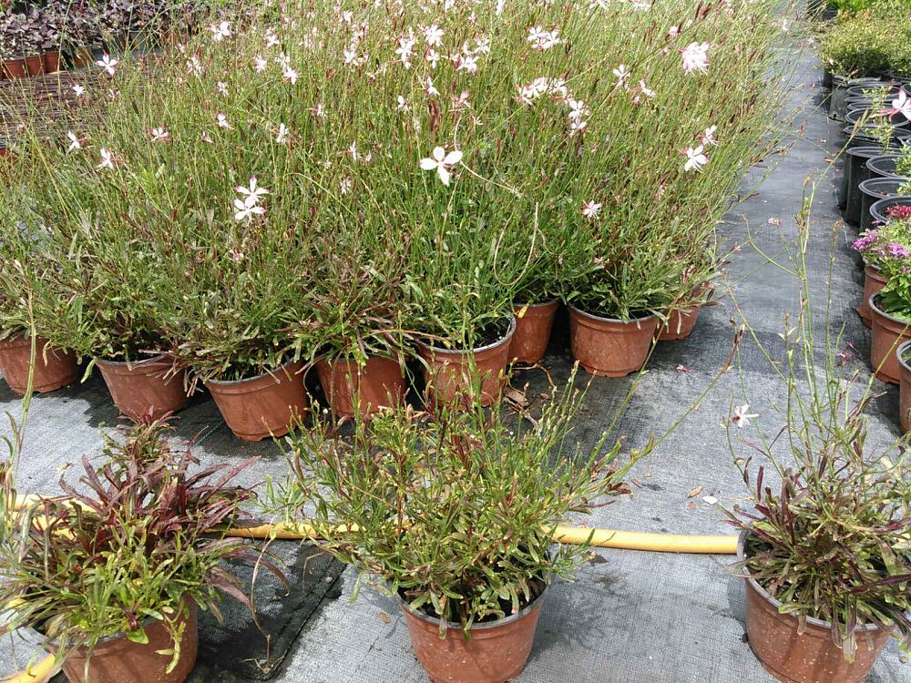 gaura-lindheimeri-lindheimer-s-beeblossom