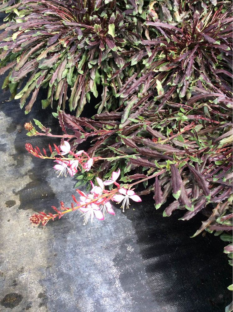 gaura-lindheimeri-lindheimer-s-beeblossom