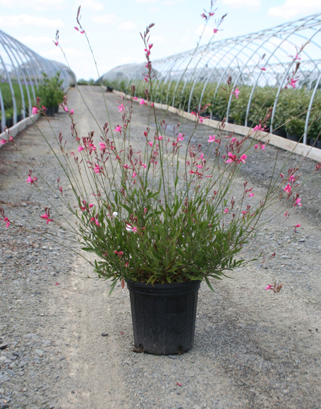 gaura-lindheimeri-lindheimer-s-beeblossom