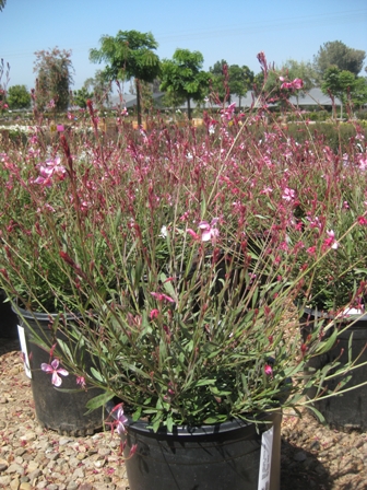 gaura-lindheimeri-siskiyou-pink-lindheimer-s-beeblossom