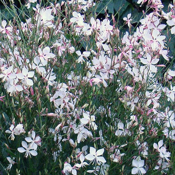 gaura-lindheimeri-snow-fountain-lindheimer-s-beeblossom-appleblossom-grass