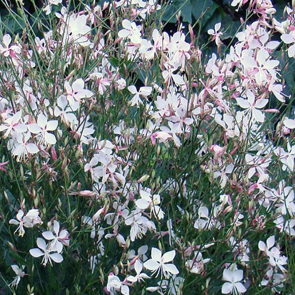 gaura-lindheimeri-snow-fountain-lindheimer-s-beeblossom-appleblossom-grass