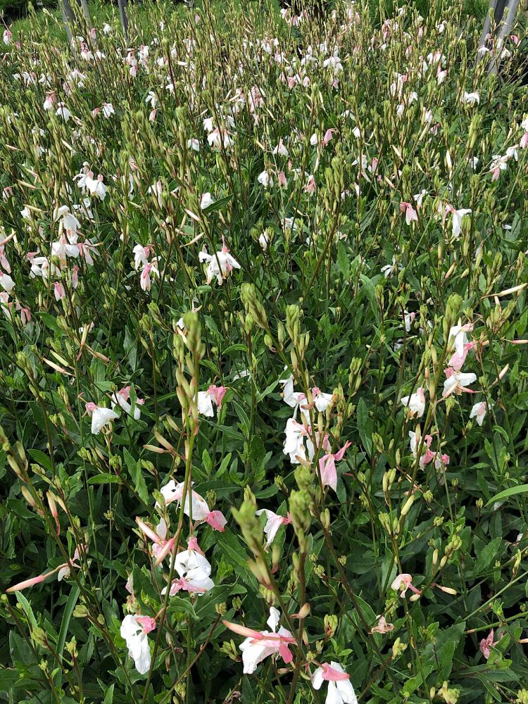 gaura-lindheimeri-snow-fountain-lindheimer-s-beeblossom-appleblossom-grass