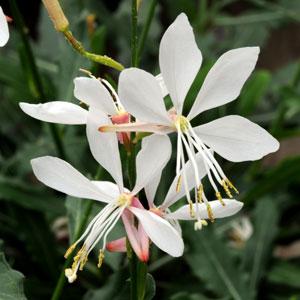 gaura-lindheimeri-sparkle-white-lindheimer-s-beeblossom-appleblossom-grass
