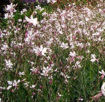 gaura-lindheimeri-summer-breeze-white-gaura-wandflower