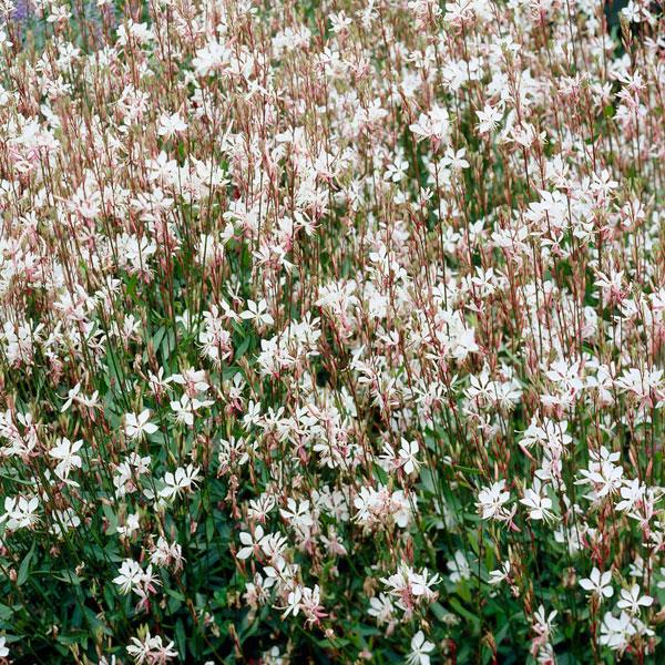 gaura-lindheimeri-whirling-butterflies-lindheimer-s-beeblossom-appleblossom-grass