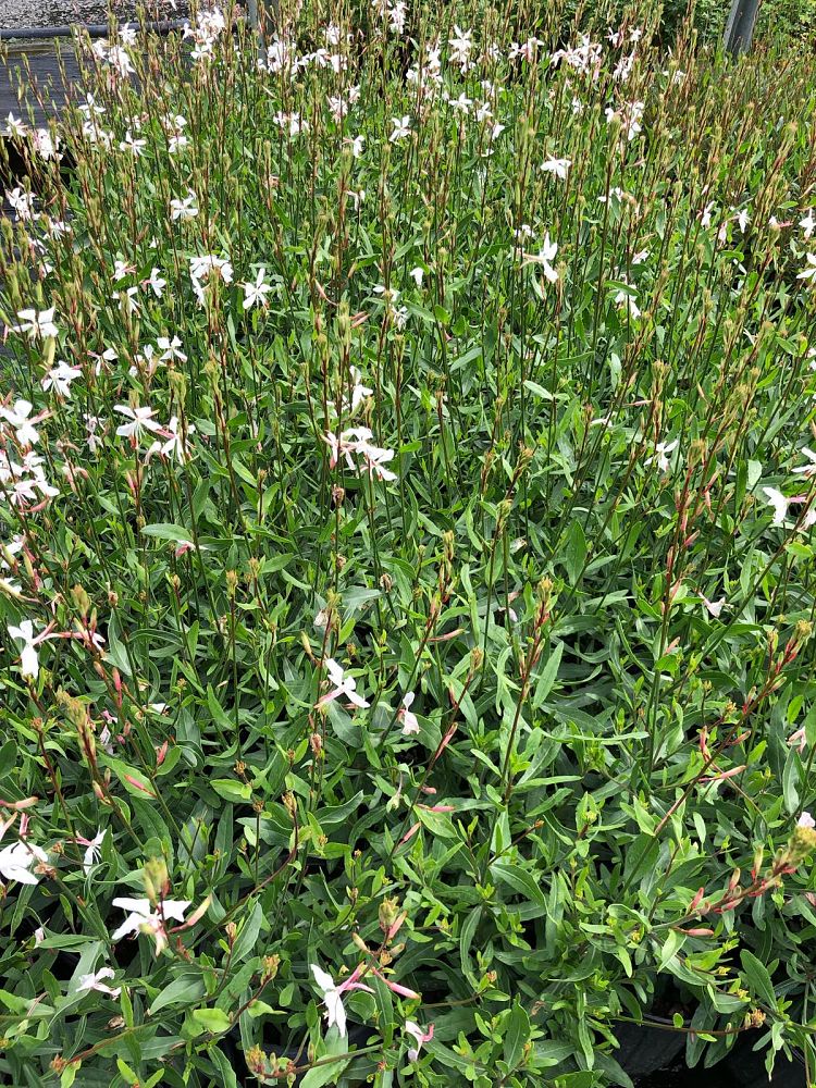 gaura-lindheimeri-whirling-butterflies-lindheimer-s-beeblossom-appleblossom-grass
