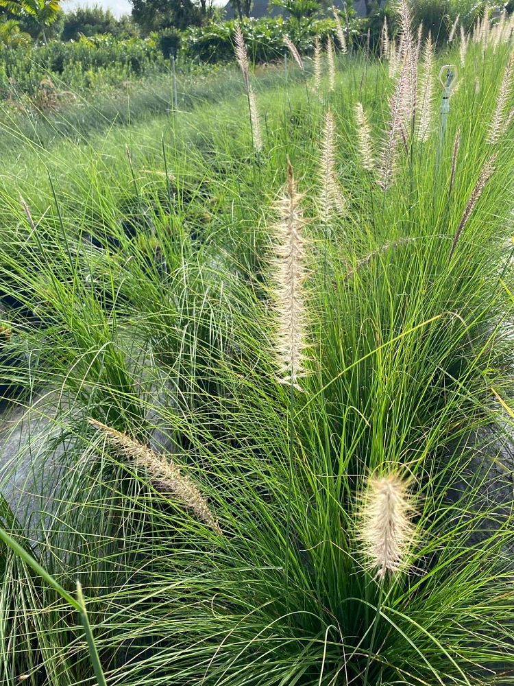 gaura-lindheimeri-white-fountain-lindheimer-s-beeblossom-appleblossom-grass