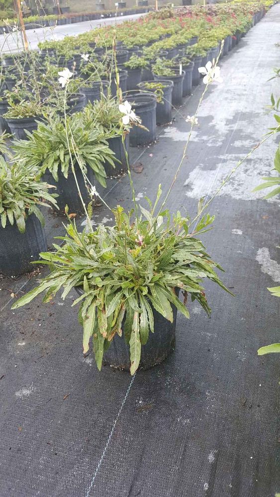 gaura