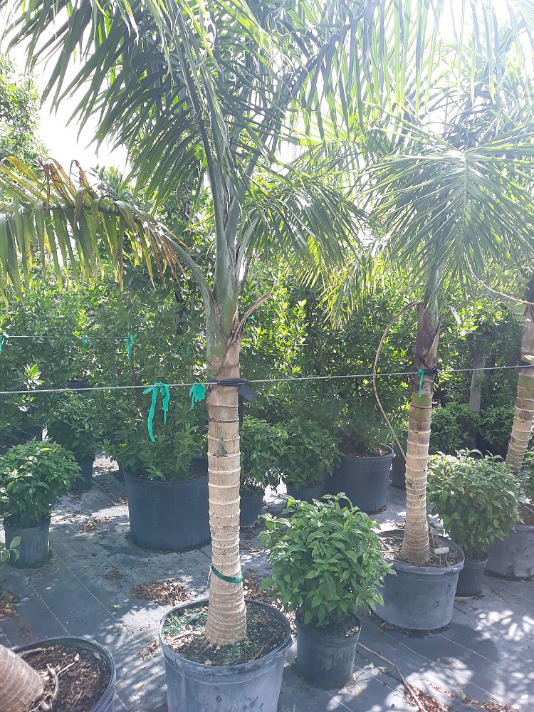 gaussia-maya-maya-palm-opsiandra-maya