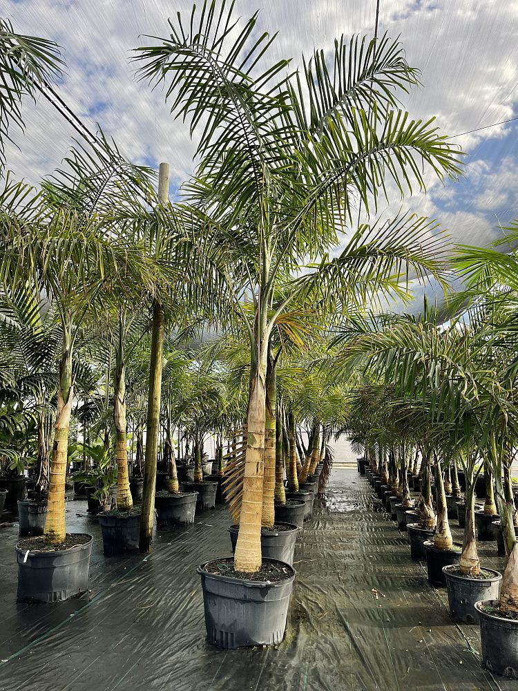 gaussia-maya-maya-palm-opsiandra-maya