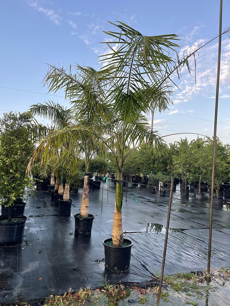 gaussia-maya-maya-palm-opsiandra-maya