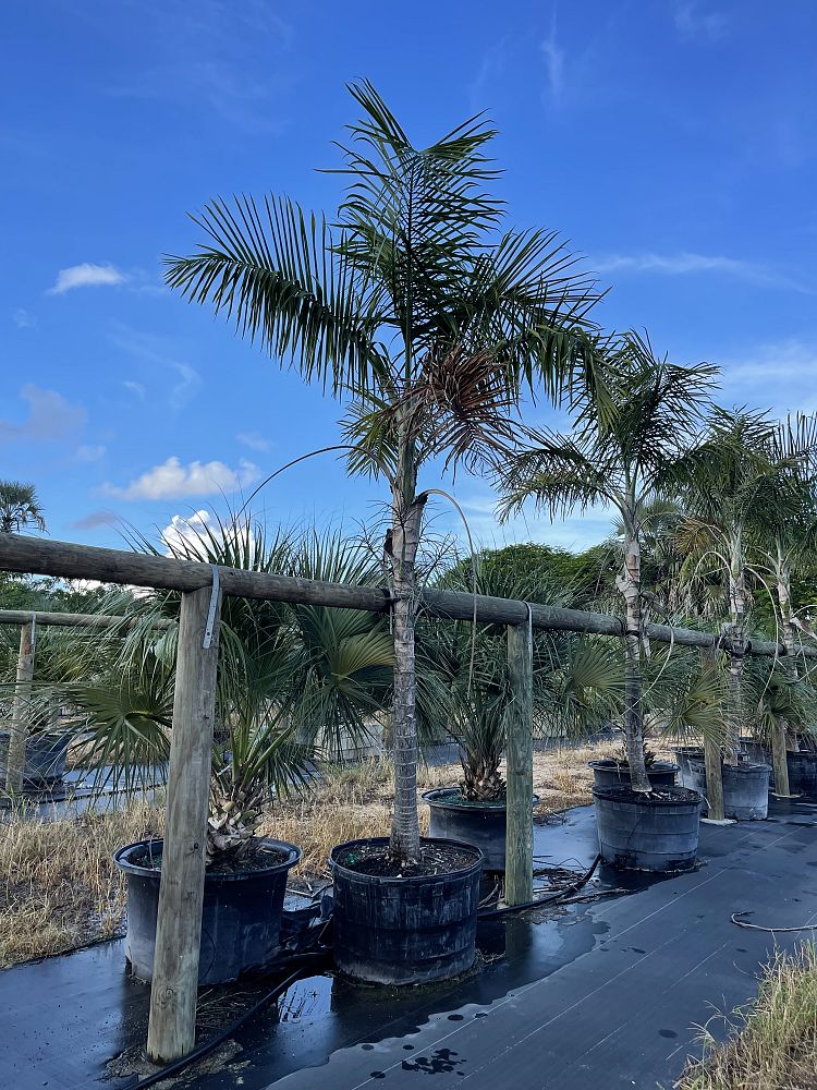 gaussia-maya-maya-palm-opsiandra-maya