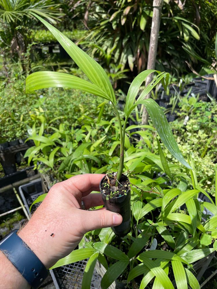 gaussia-maya-maya-palm-opsiandra-maya