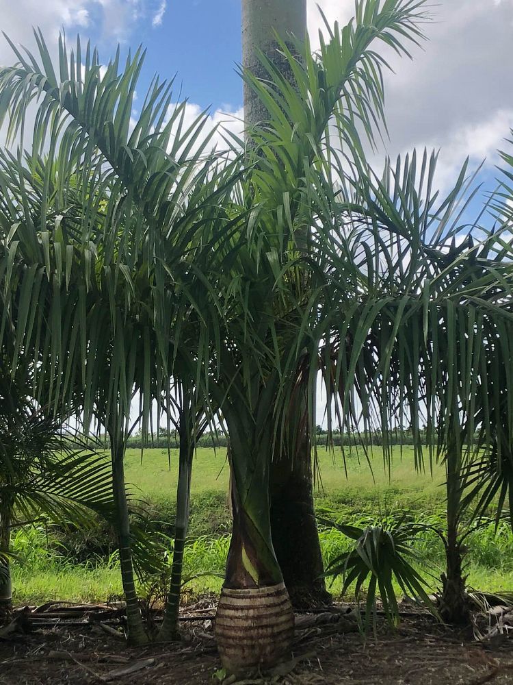 gaussia-princeps-sierra-palm