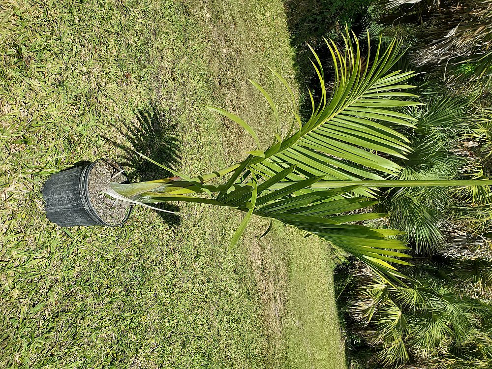 gaussia-princeps-sierra-palm