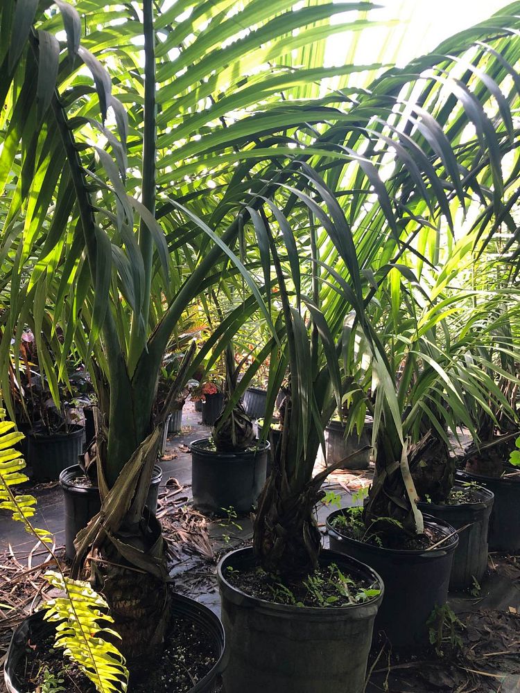 gaussia-princeps-sierra-palm