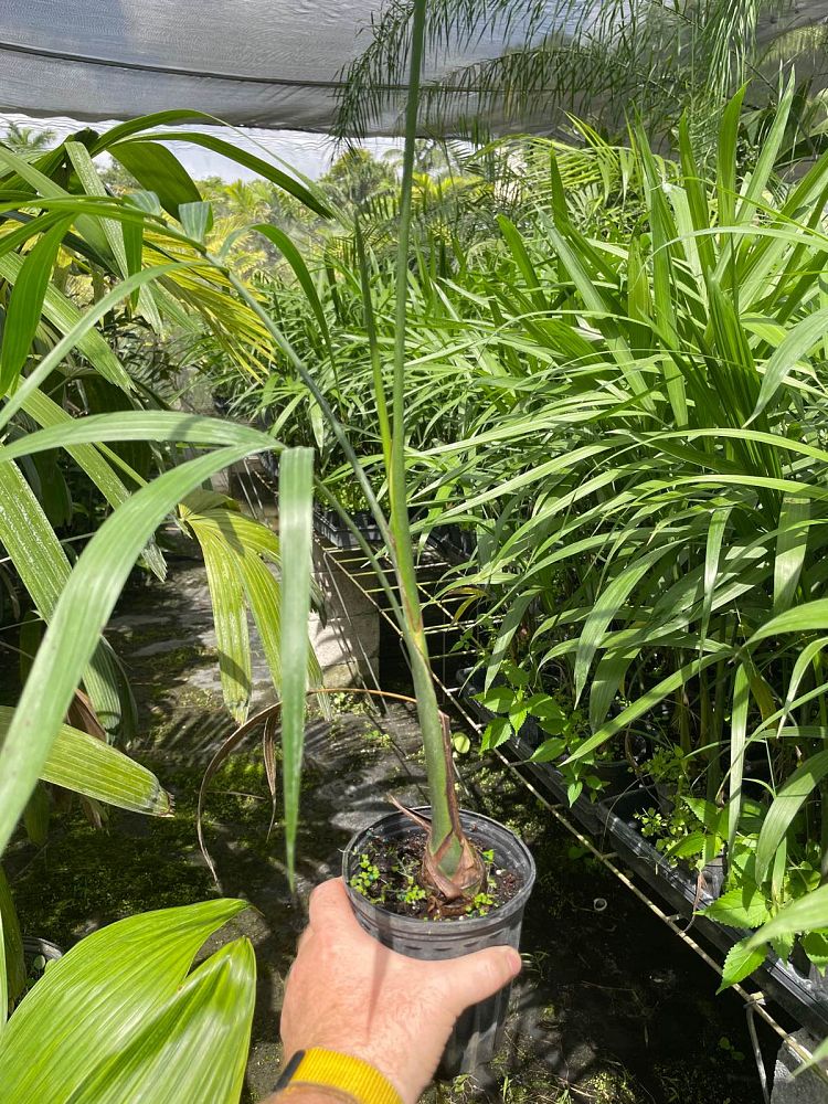 gaussia-princeps-sierra-palm