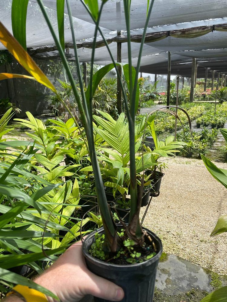 gaussia-princeps-sierra-palm