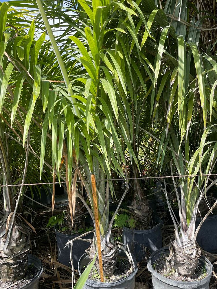 gaussia-princeps-sierra-palm
