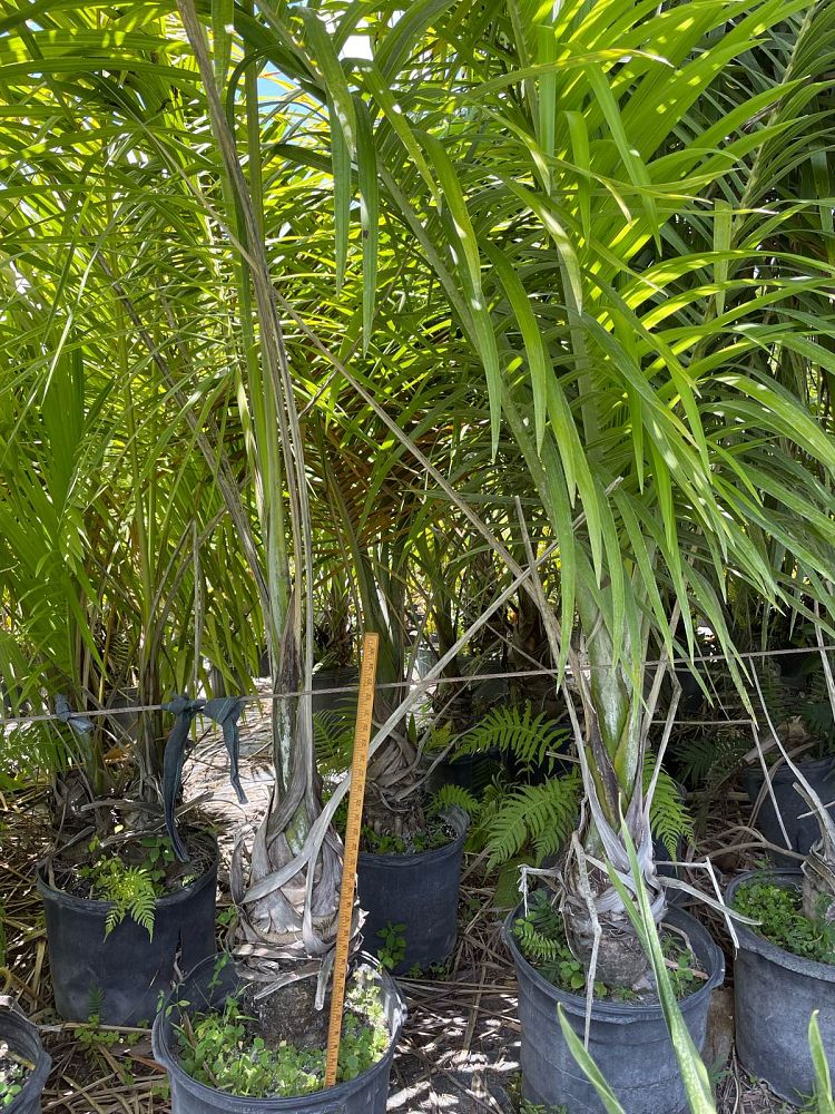 gaussia-princeps-sierra-palm