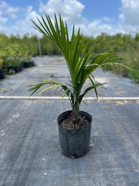 gaussia-princeps-sierra-palm