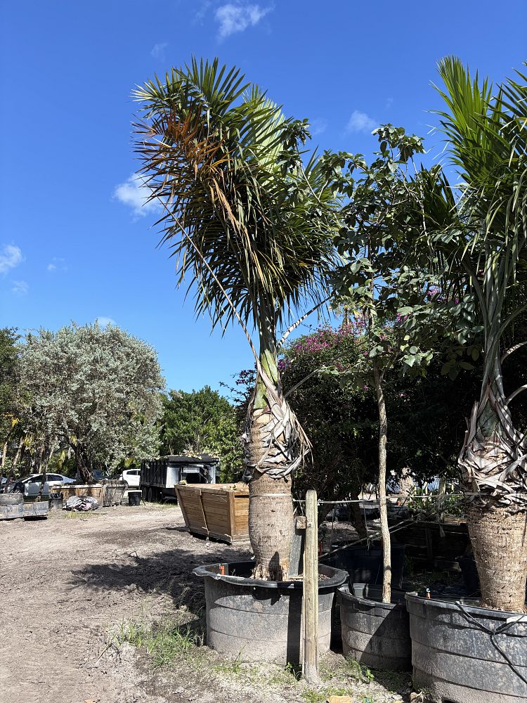 gaussia-princeps-sierra-palm