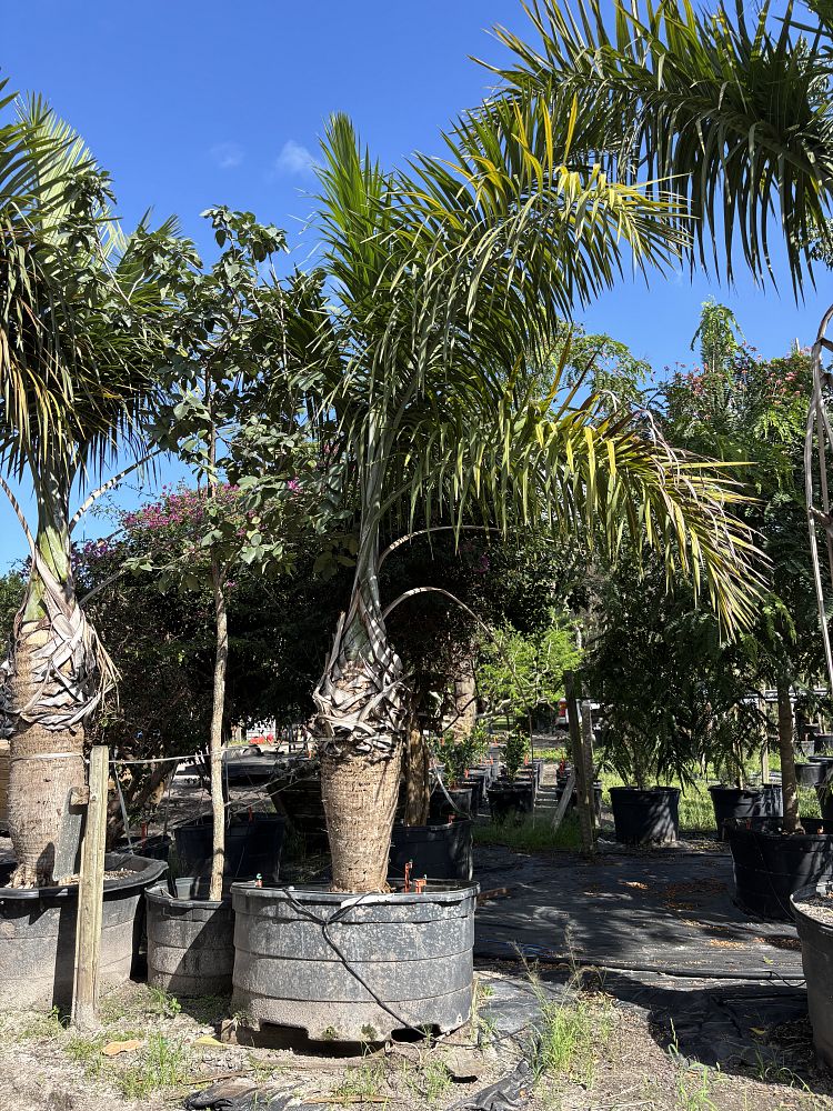 gaussia-princeps-sierra-palm