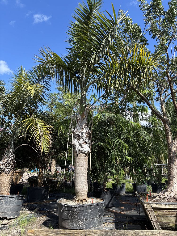 gaussia-princeps-sierra-palm