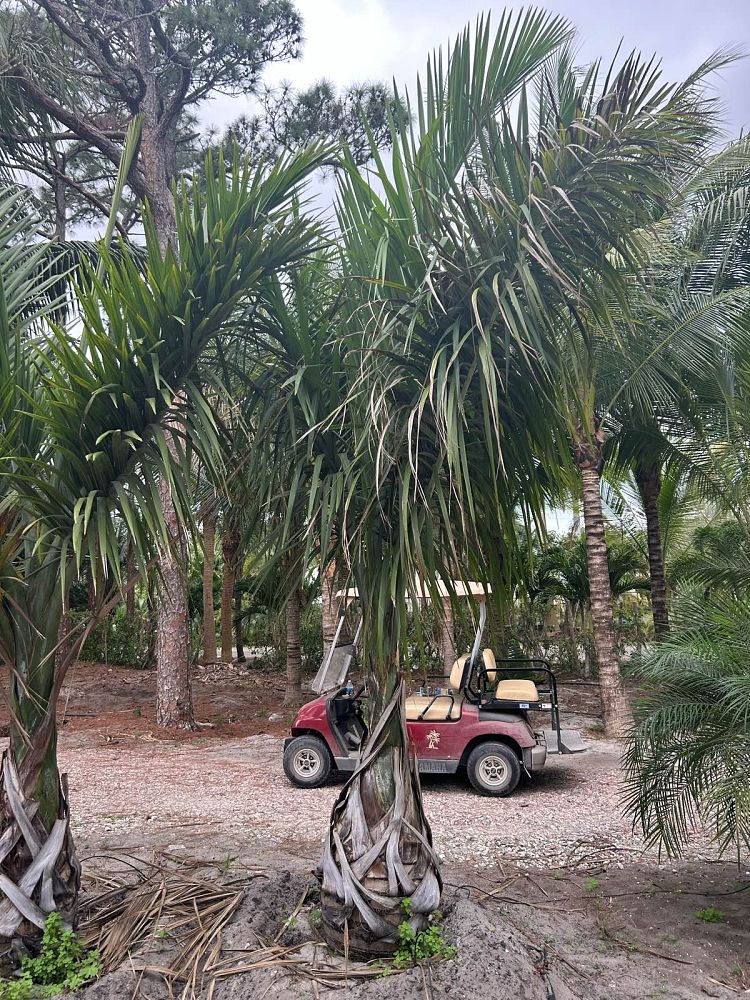 gaussia-princeps-sierra-palm