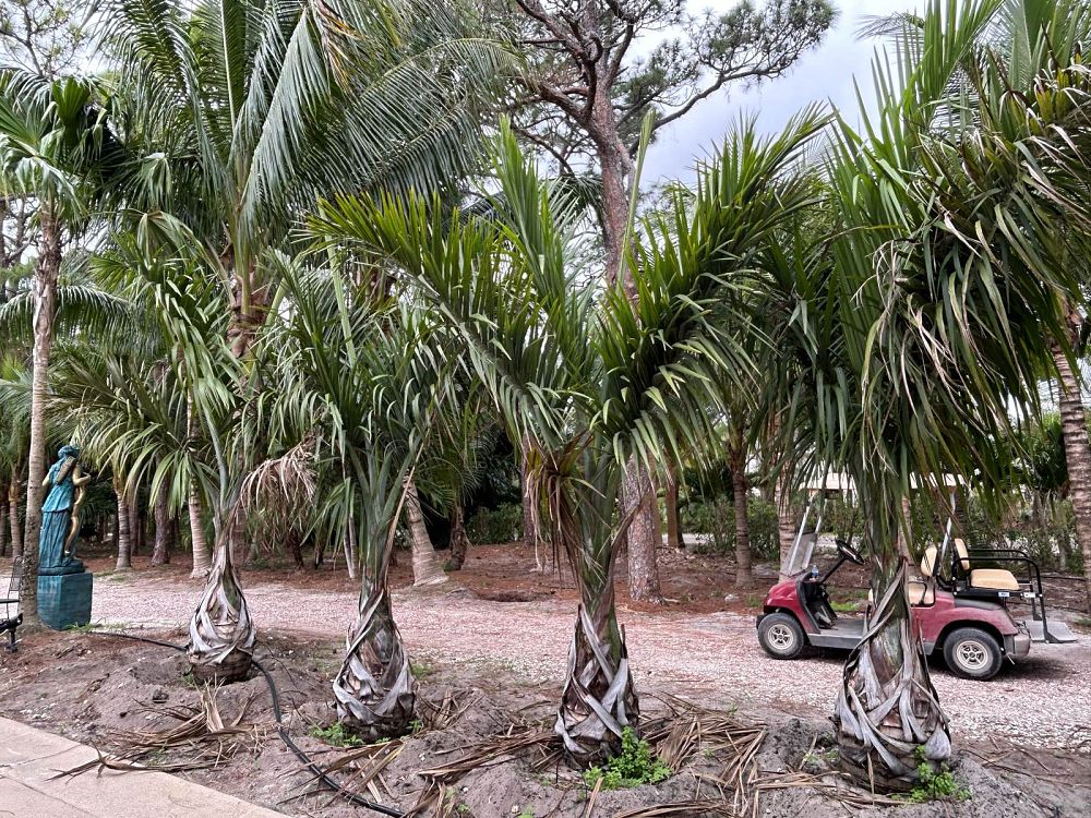 gaussia-princeps-sierra-palm