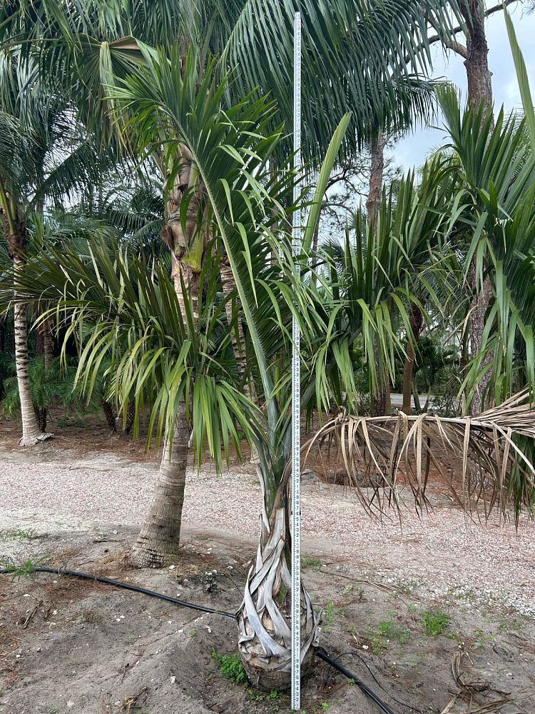 gaussia-princeps-sierra-palm
