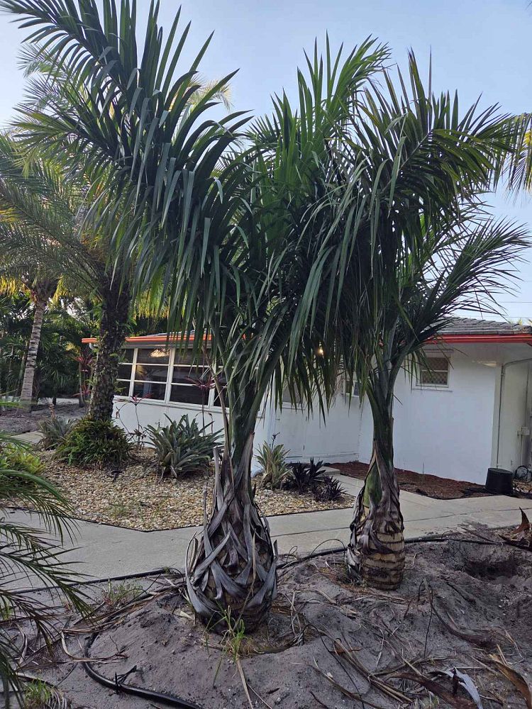 gaussia-princeps-sierra-palm