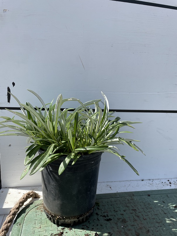 gazania-krebsiana-treasure-flower-gazania