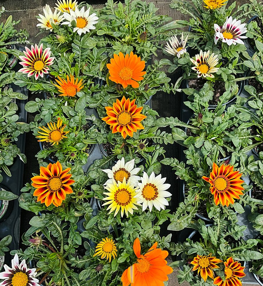 gazania-rigens-kiss-mix-treasure-flower-gazania
