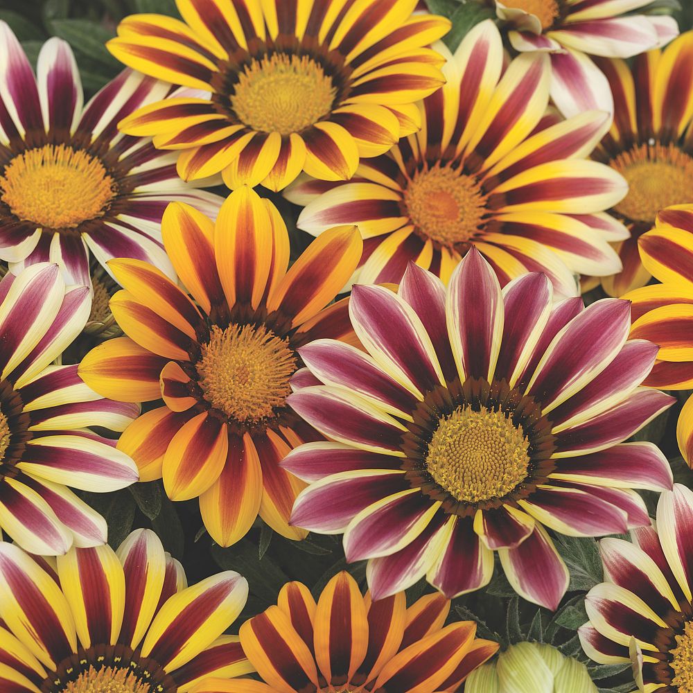 gazania-rigens-kiss-mix-treasure-flower-gazania