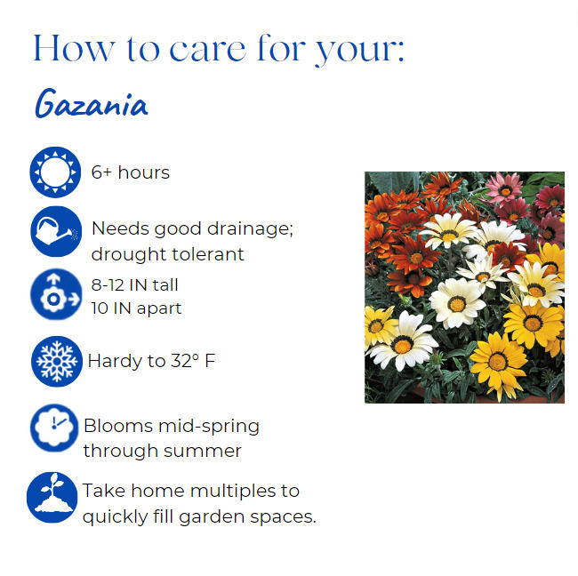 gazania-rigens-kiss-mix-treasure-flower-gazania