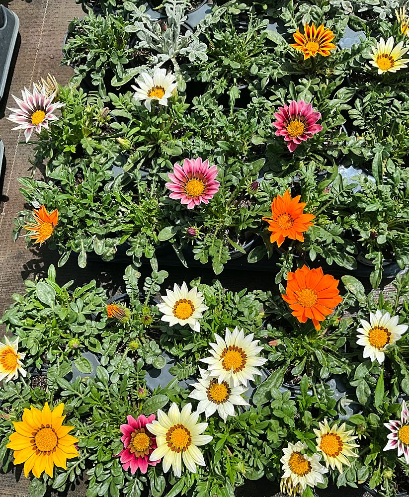 gazania-rigens-kiss-mix-treasure-flower-gazania