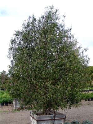 geijera-parviflora-wilga-australian-willow