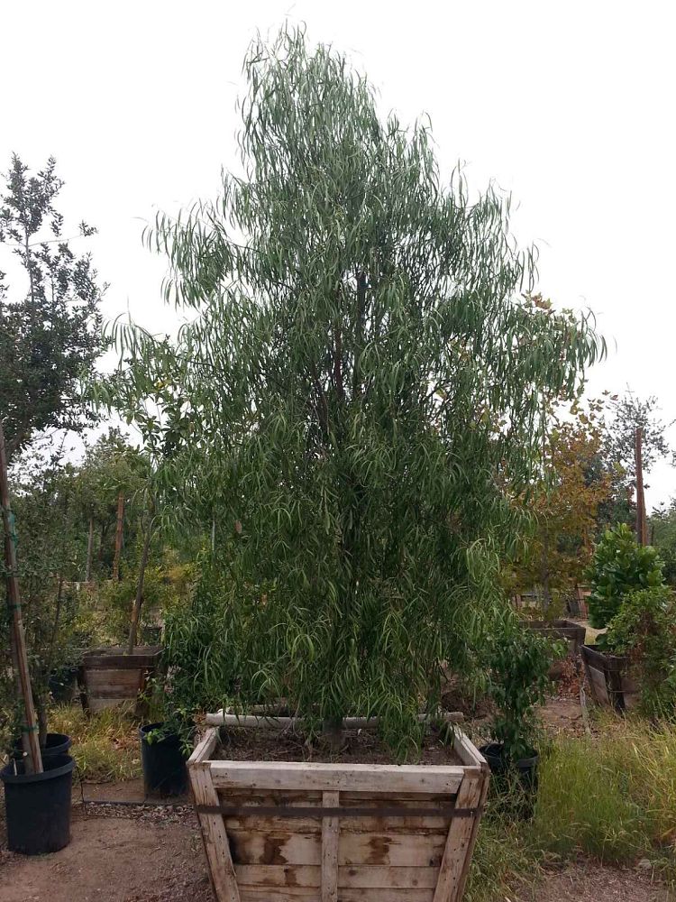 geijera-parviflora-wilga-australian-willow