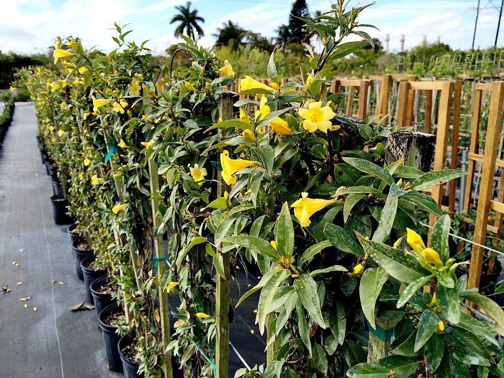 gelsemium-sempervirens-carolina-gold-carolina-jasmine