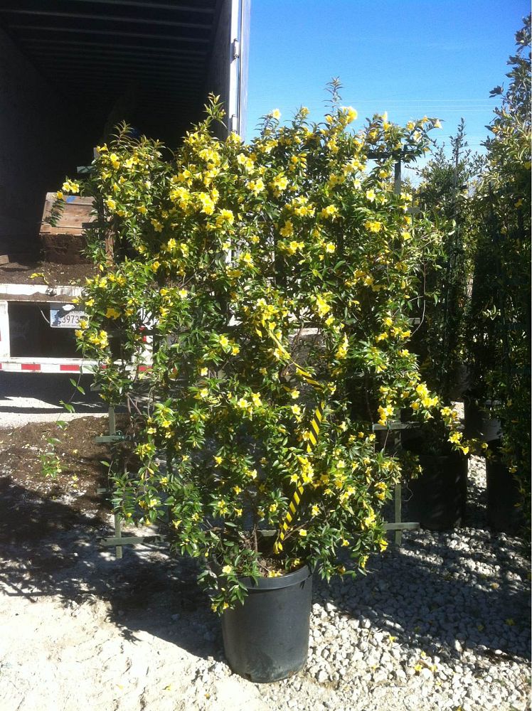 gelsemium-sempervirens-carolina-jasmine