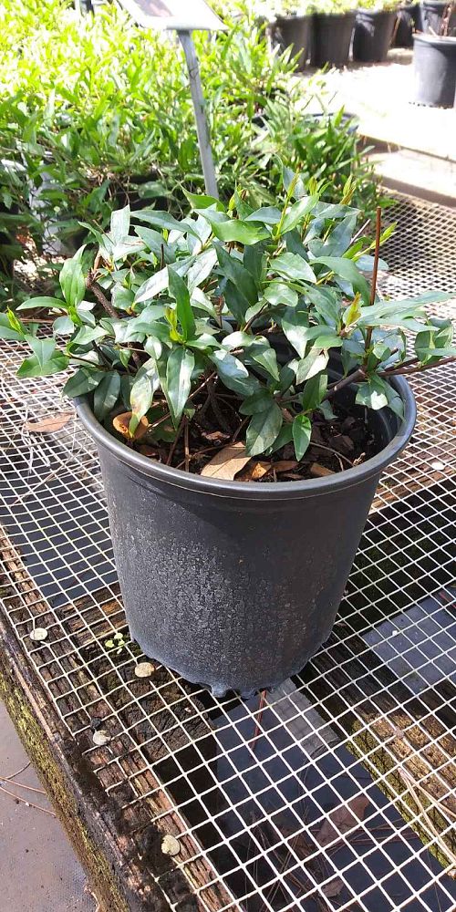 gelsemium-sempervirens-carolina-jasmine