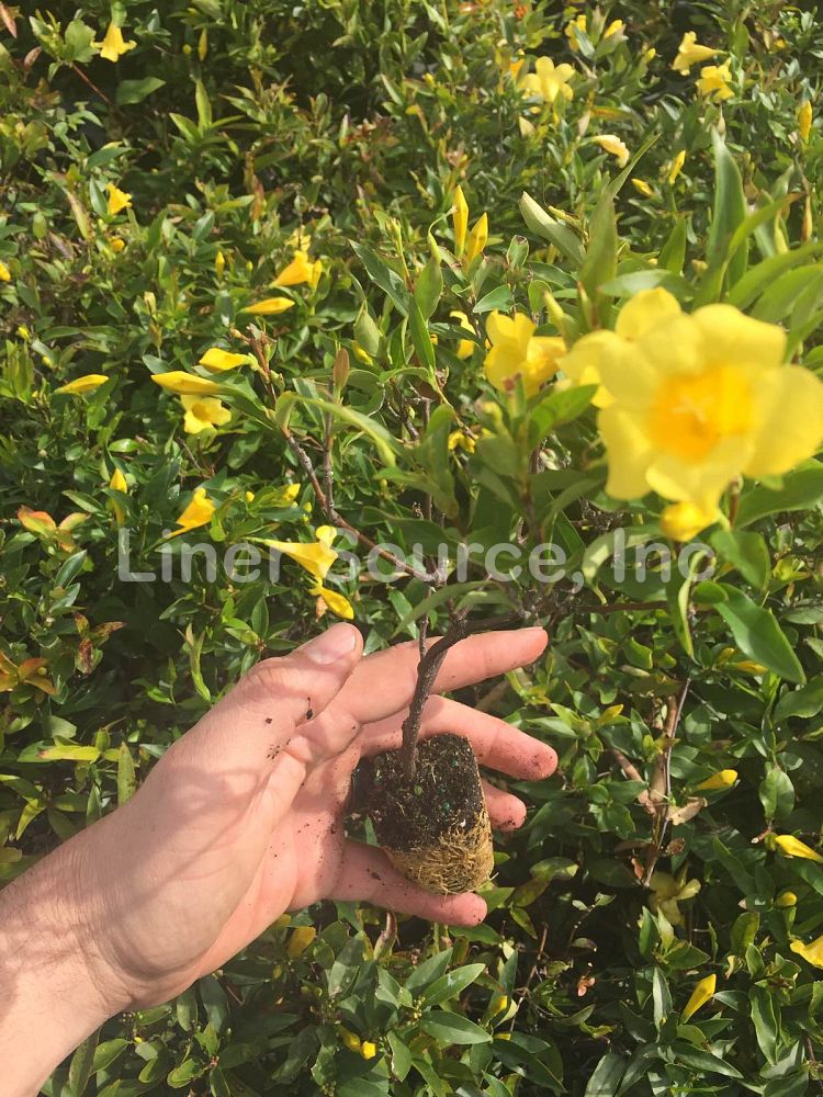 gelsemium-sempervirens-carolina-jasmine