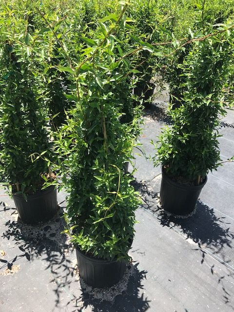 gelsemium-sempervirens-carolina-jasmine