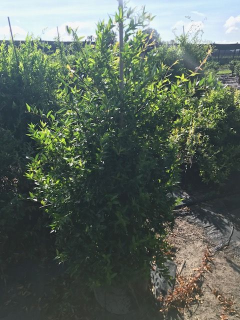 gelsemium-sempervirens-carolina-jasmine