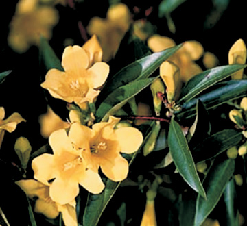 gelsemium-sempervirens-carolina-jasmine