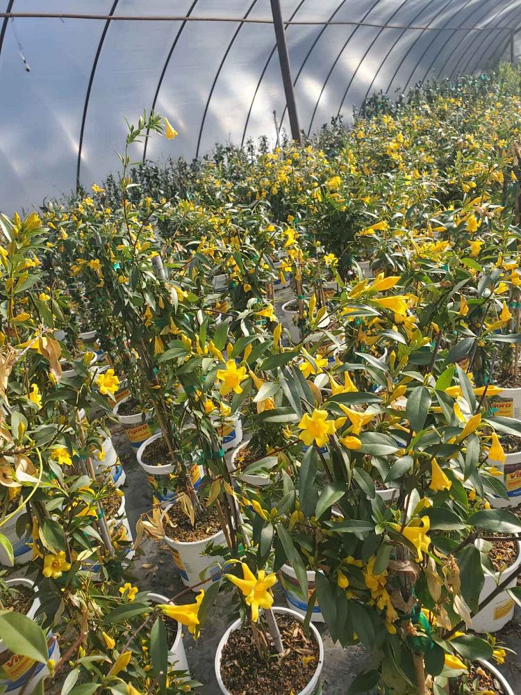 gelsemium-sempervirens-carolina-jasmine