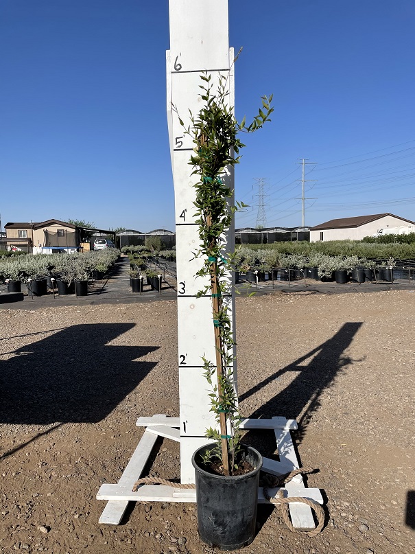 gelsemium-sempervirens-carolina-jasmine